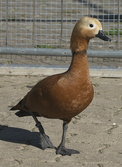 阵克利夫兰